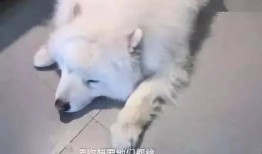 胖犬来爆料最新,娱乐圈幕后那些不为人知的秘密