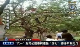 邯郸大树爆料事件视频最新,揭秘背后真相与争议