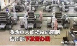 非洲猪瘟最新爆料,揭秘病毒传播与防控策略