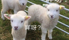 小羊咩最新爆料,揭秘娱乐圈最新热点事件